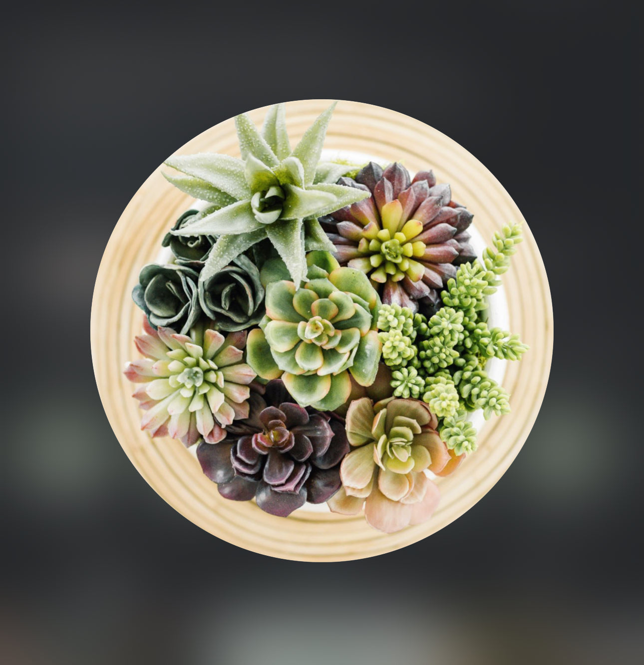 The Coastal Succulent